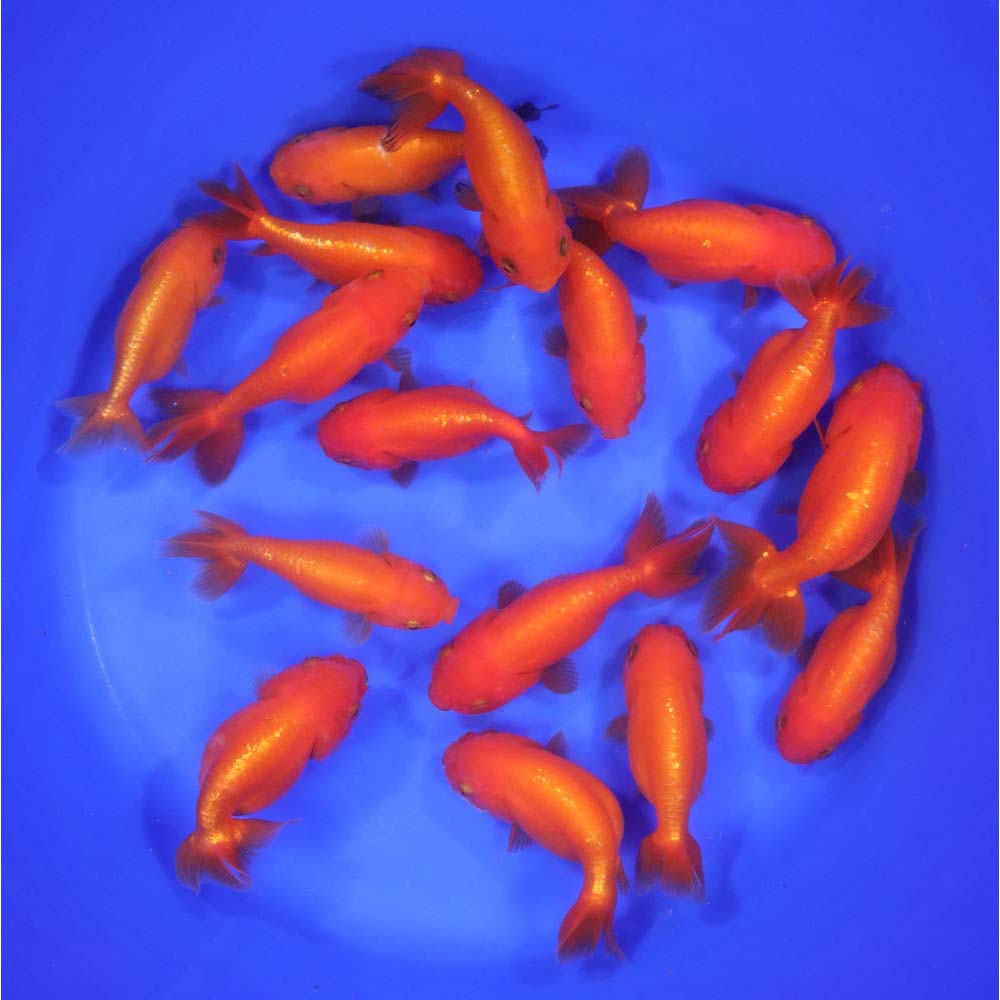 Red Ranchu Goldfish XL - Image 7