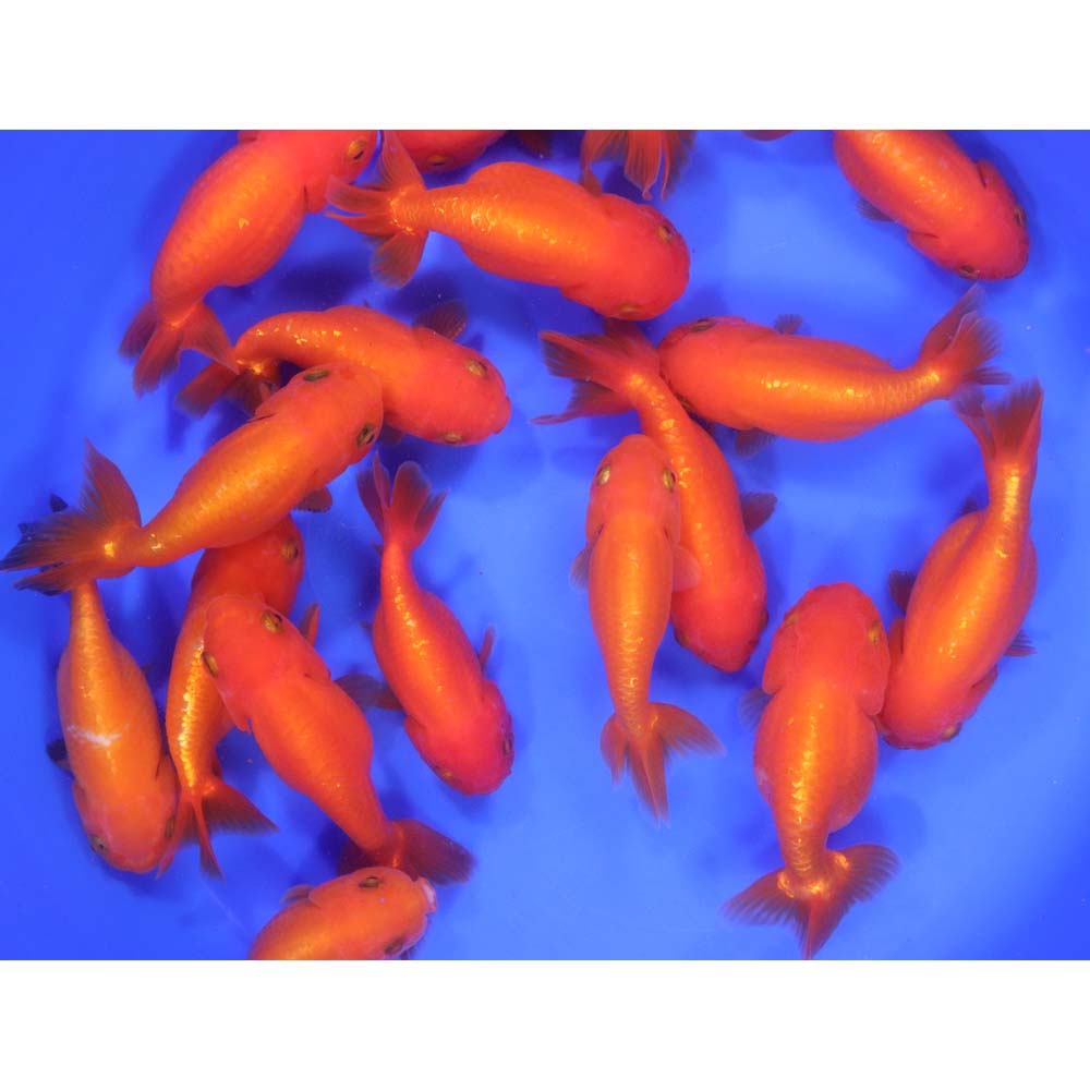 Red Ranchu Goldfish XL - Image 8