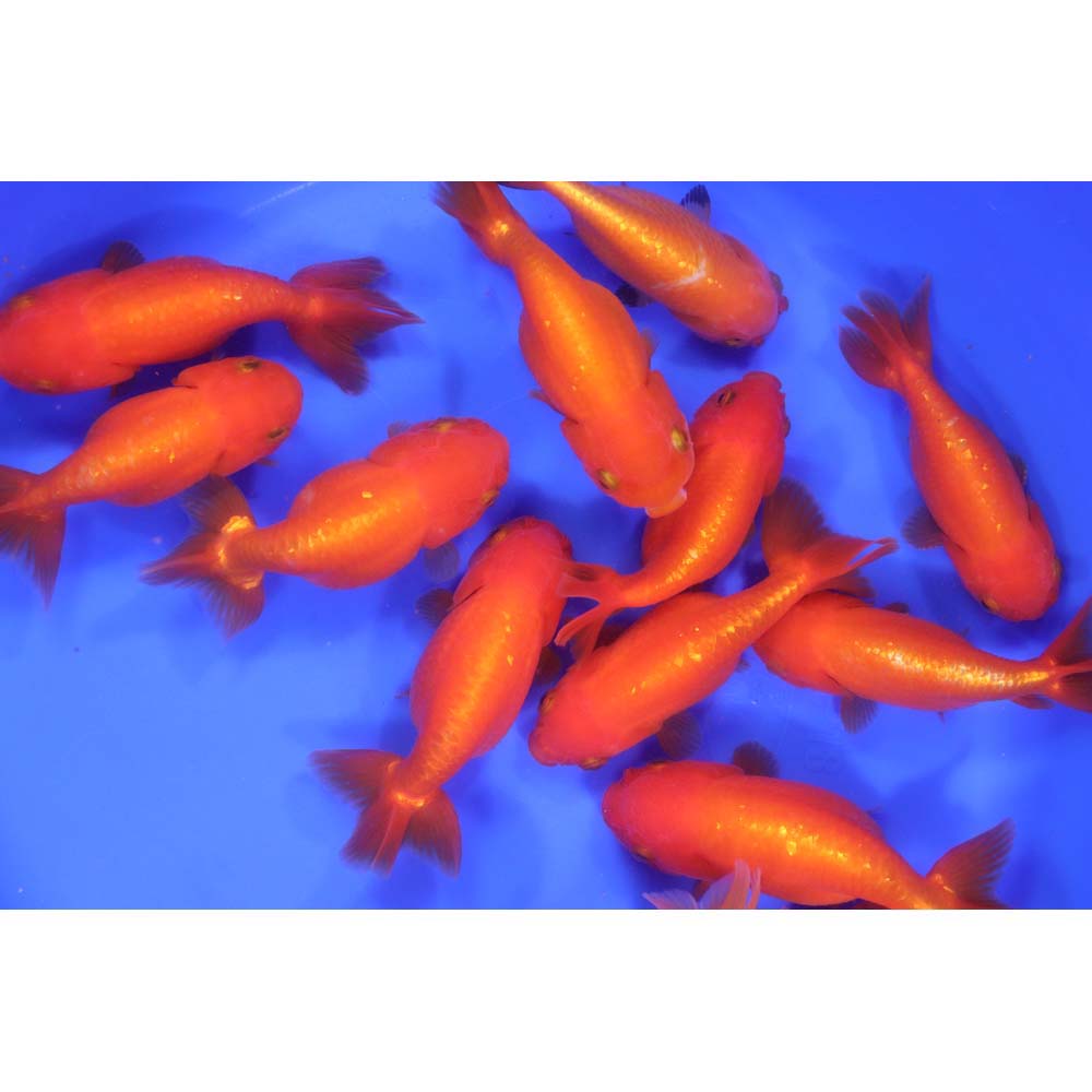 Red Ranchu Goldfish XL - Image 10