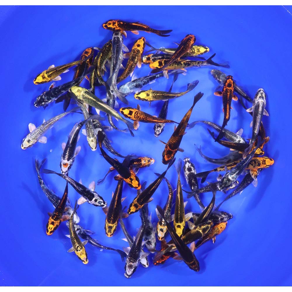 Skeleton Koi Mix 3-4"