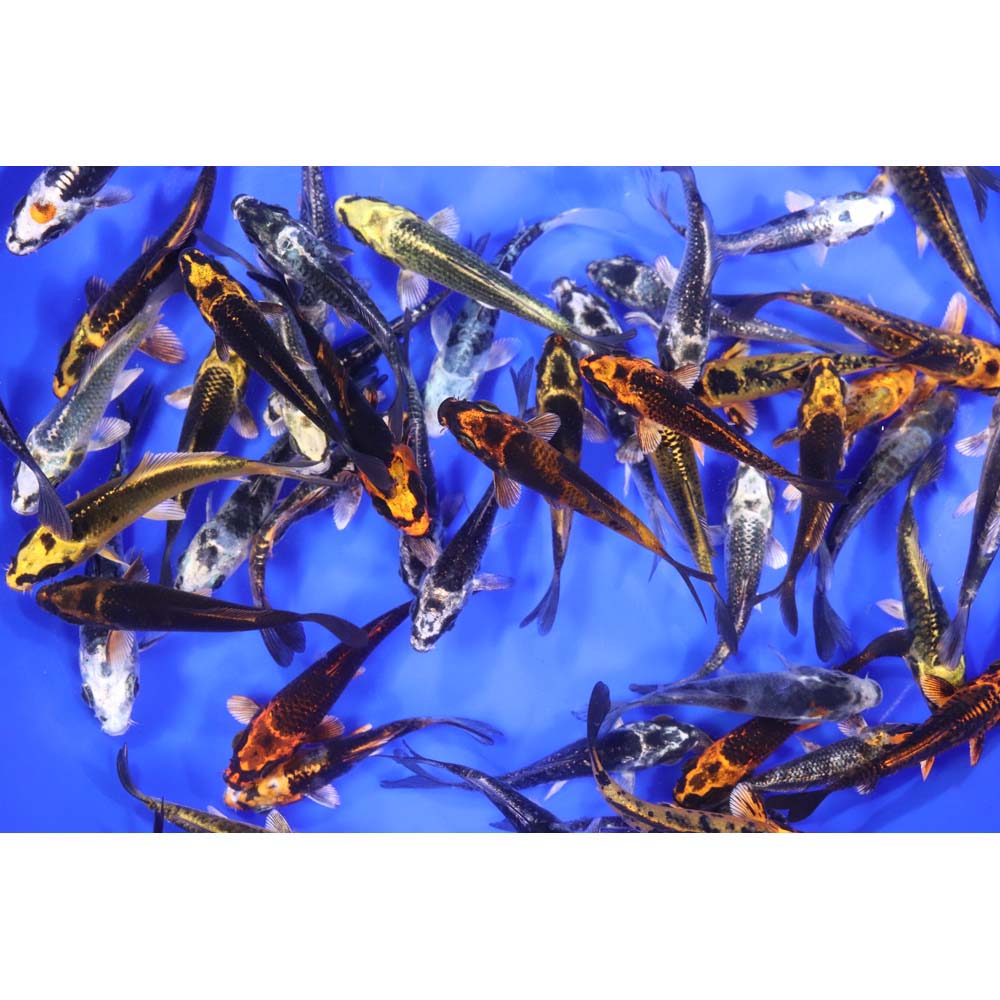 Skeleton Koi Mix 3-4" - Image 2