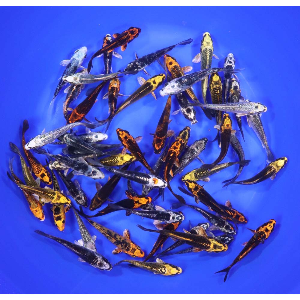 Skeleton Koi Mix 3-4" - Image 5