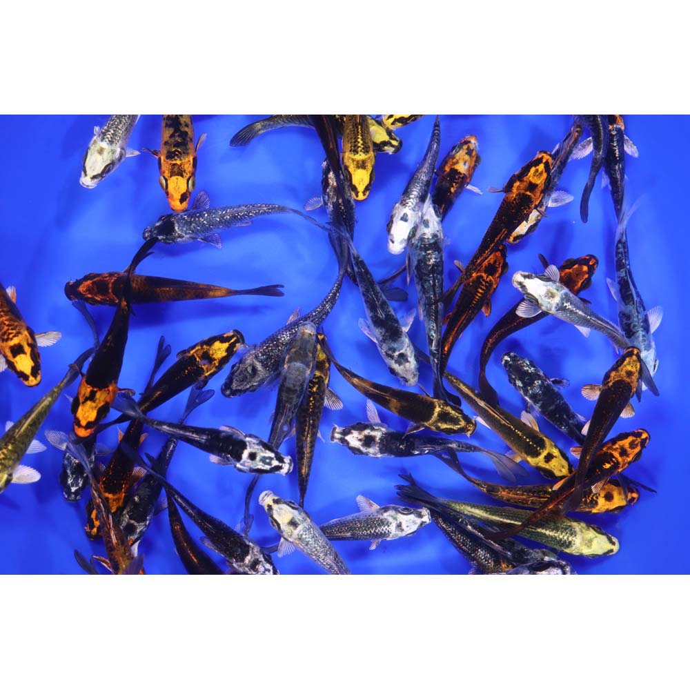 Skeleton Koi Mix 3-4" - Image 6