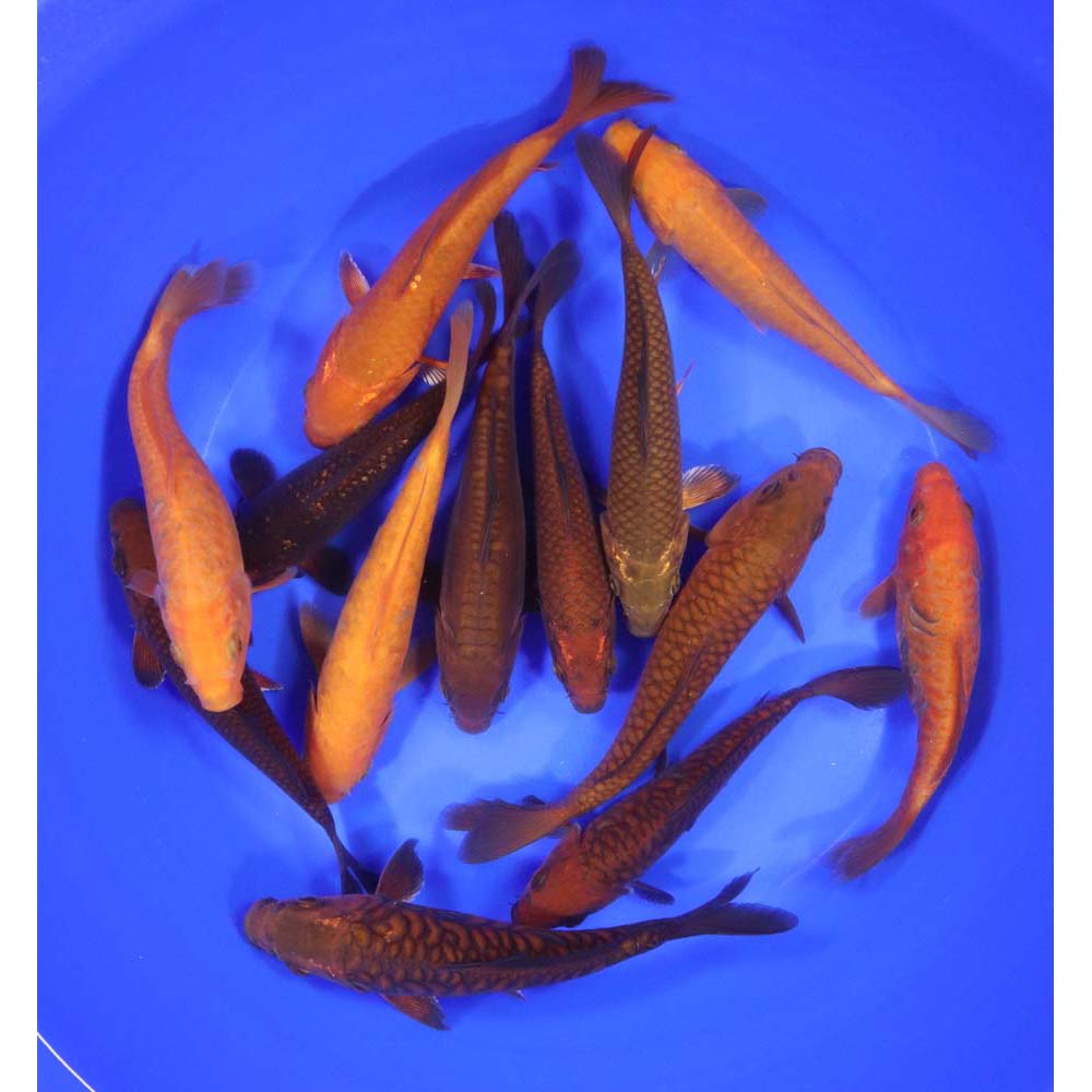 Alternative view of Chagoi Koi Mix 6-7"