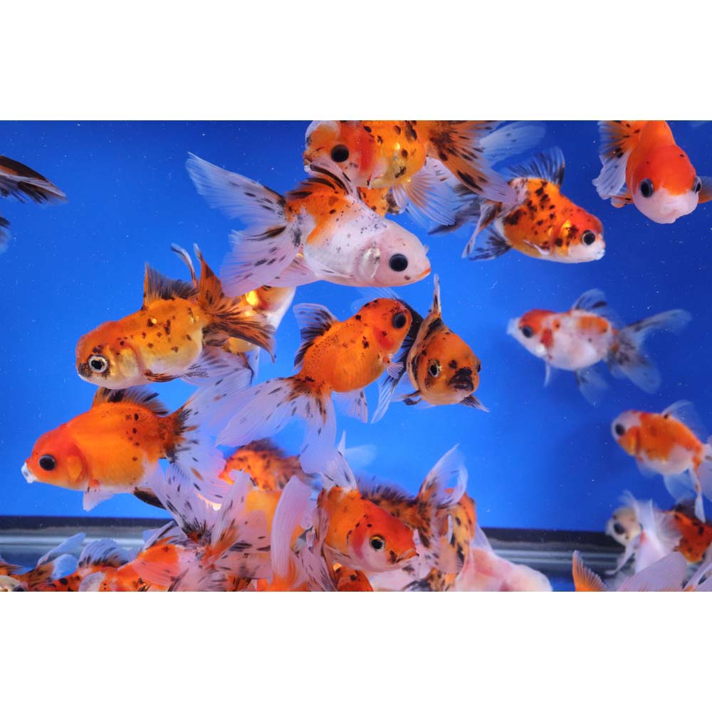 Alternative view of Calico Oranda Goldfish SM