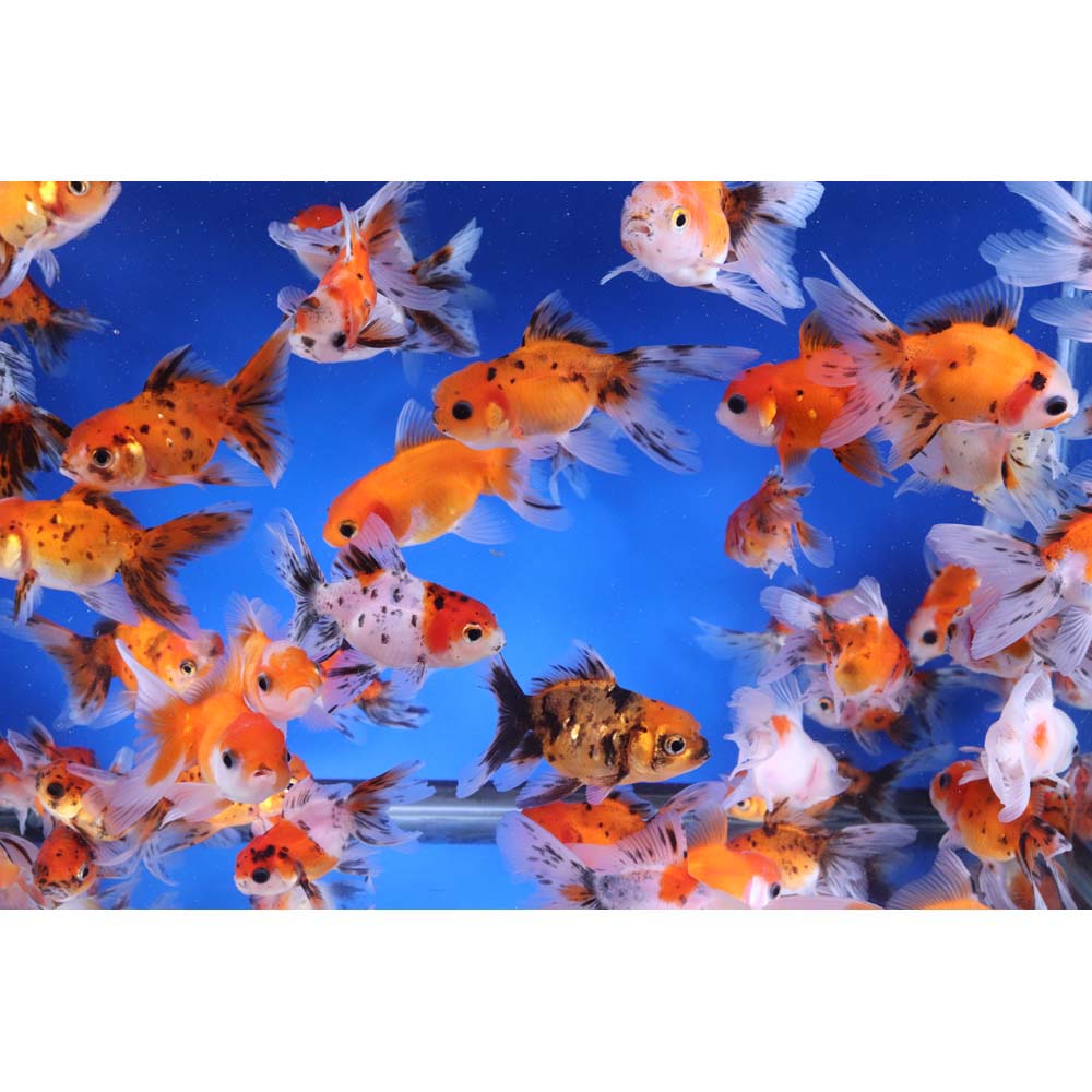Calico Oranda Goldfish SM