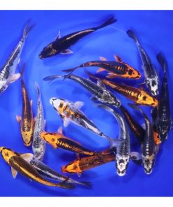 Skeleton Koi Mix 5-6"