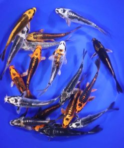 Alternative view of Skeleton Koi Mix 5-6"