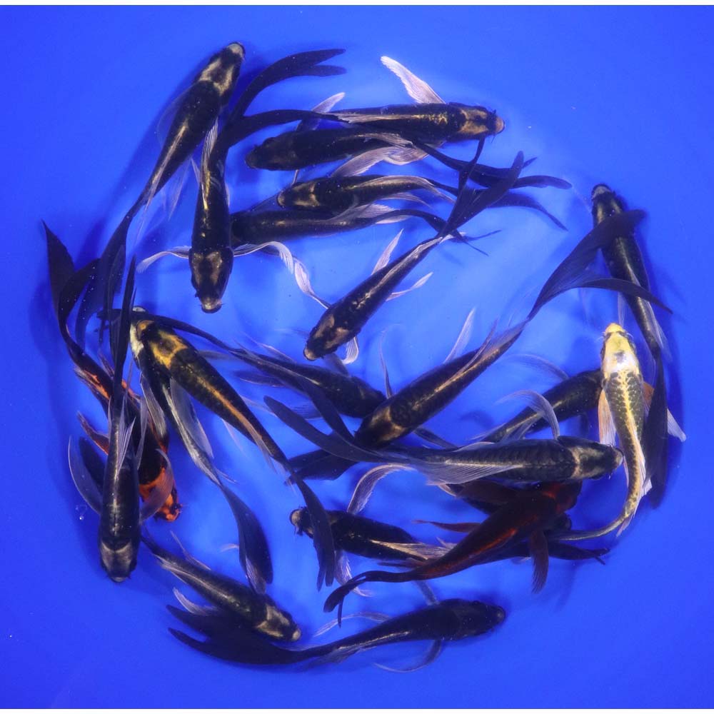 Kabuto Butterfly Koi 5-6"