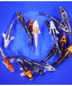 Alternative view of Skeleton Koi Mix 6-7"