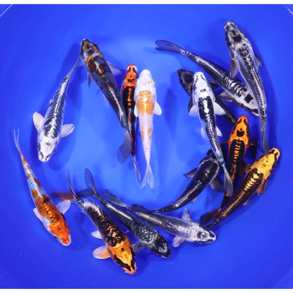 Skeleton Koi Mix 6-7" - Image 2