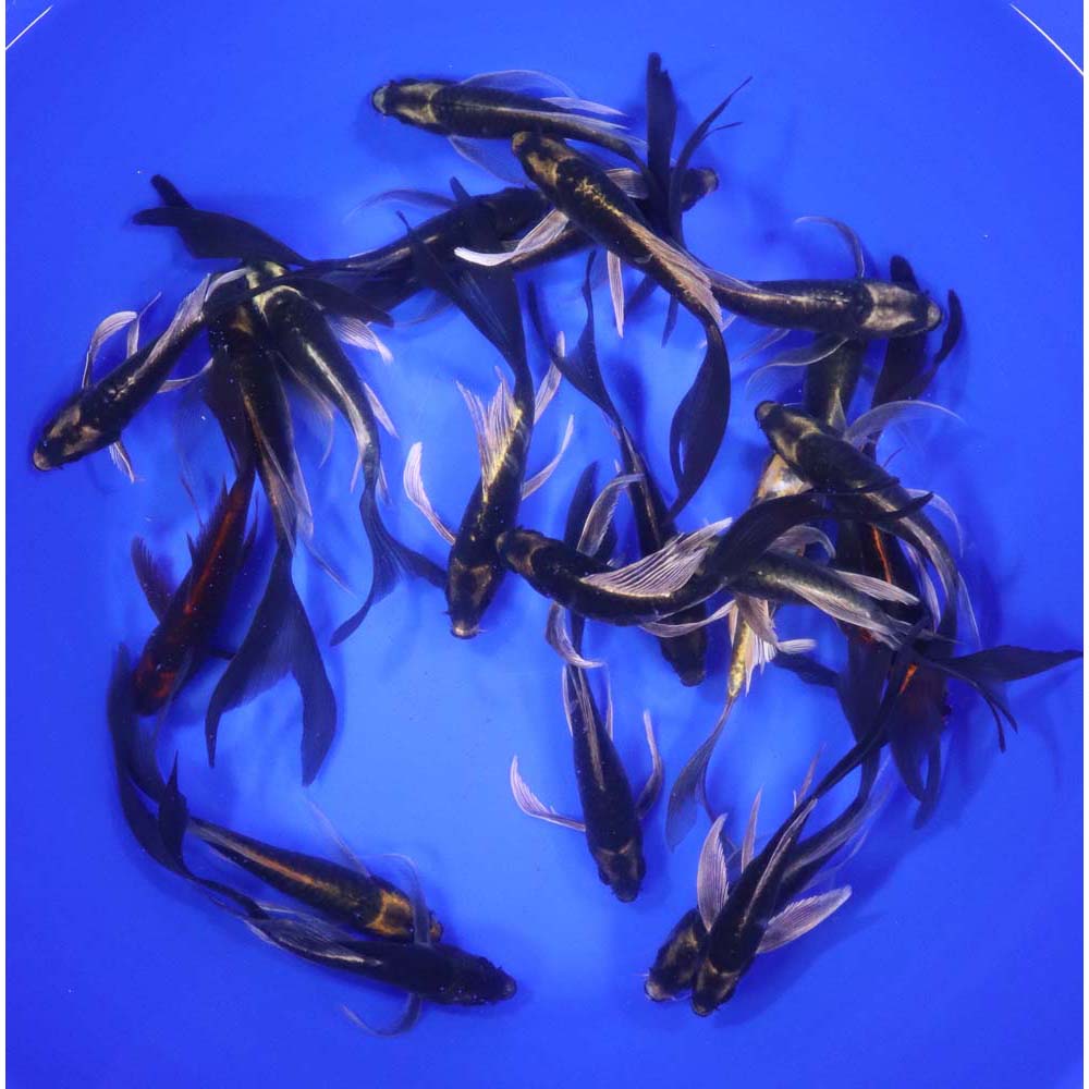 Alternative view of Kabuto Butterfly Koi 5-6"