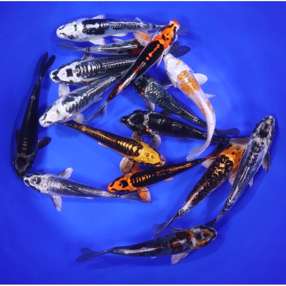 Skeleton Koi Mix 6-7" - Image 3