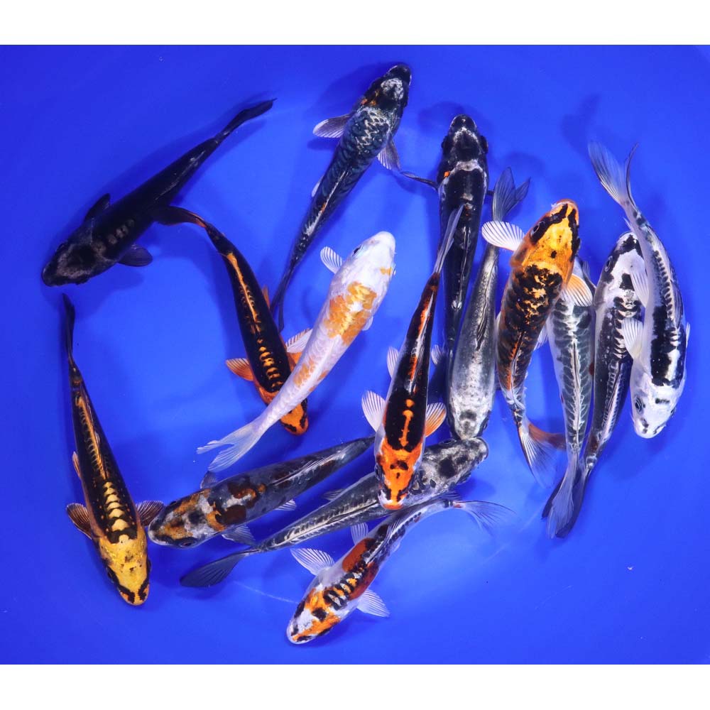 Skeleton Koi Mix 6-7" - Image 4