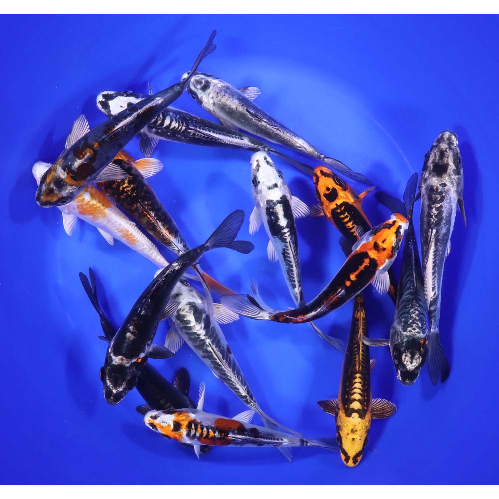 Skeleton Koi Mix 6-7" - Image 5