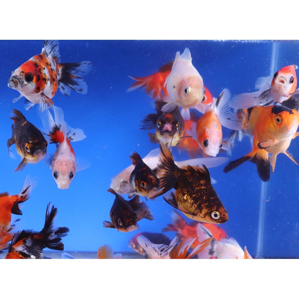 Alternative view of Mixed Ryukin Goldfish MD