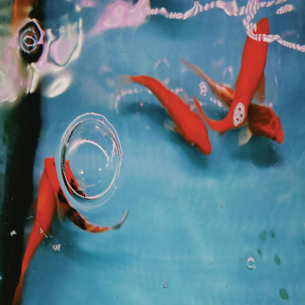 Fish in a tank with bubbles