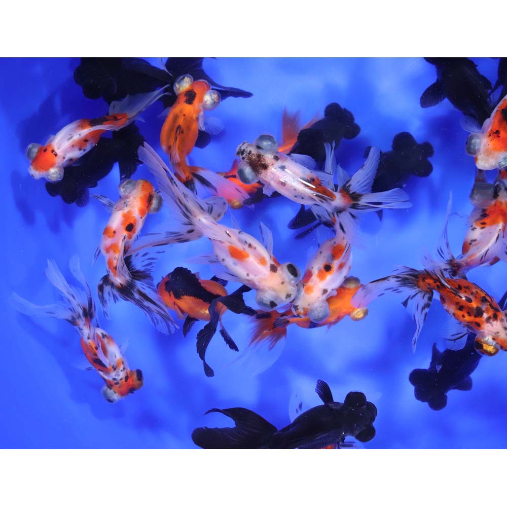 Alternative view of Mixed Telescope Eye Fantail Goldfish MD