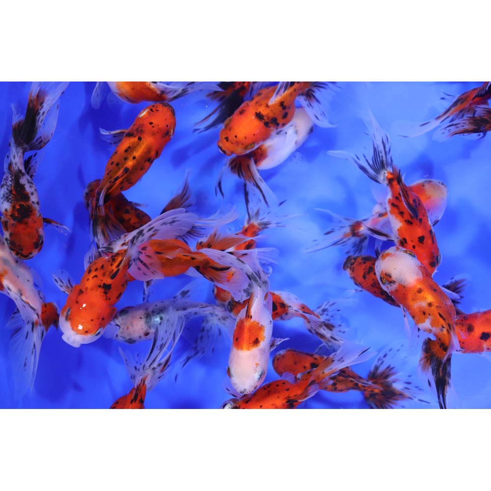 Alternative view of Calico Fantail Goldfish MD