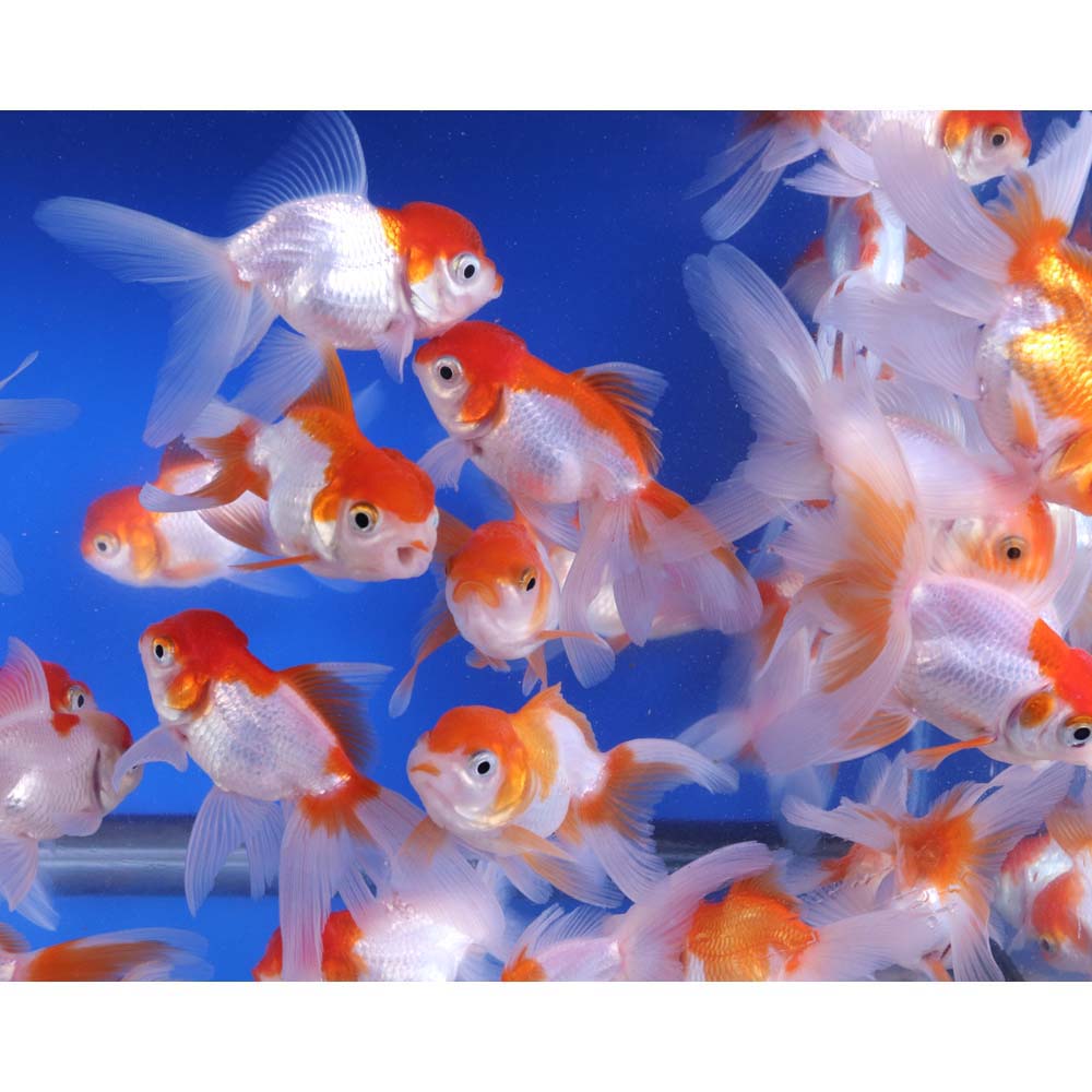 Alternative view of Red and White Oranda Goldfish MD