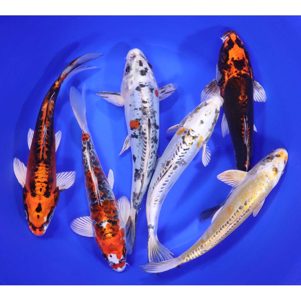 Skeleton Koi Mix 8-10"