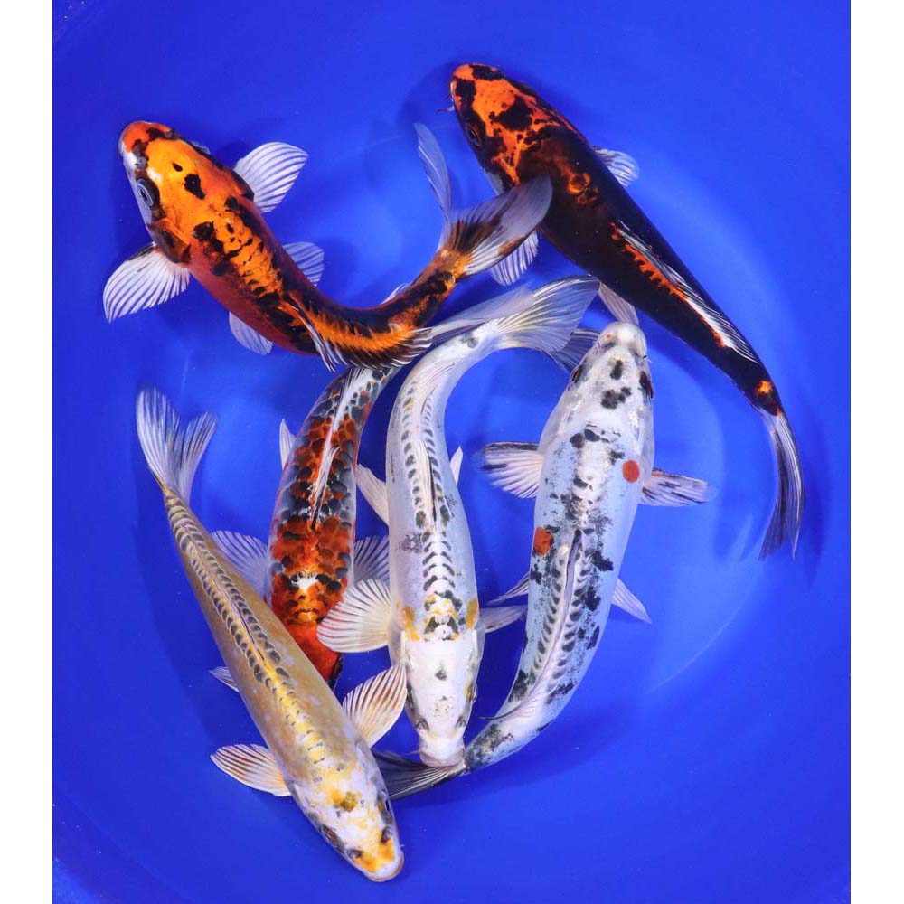 Alternative view of Skeleton Koi Mix 8-10"