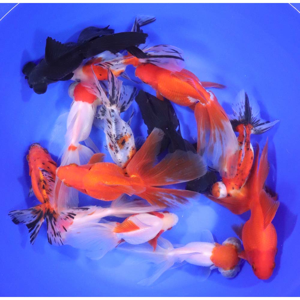 Alternative view of Mixed Fancy Goldfish JUMBO
