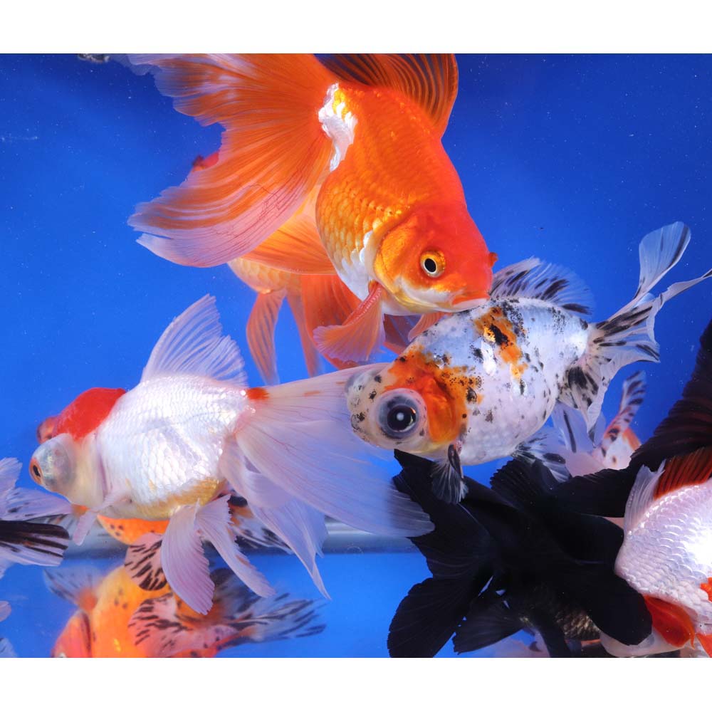 Mixed Fancy Goldfish JUMBO - Image 4
