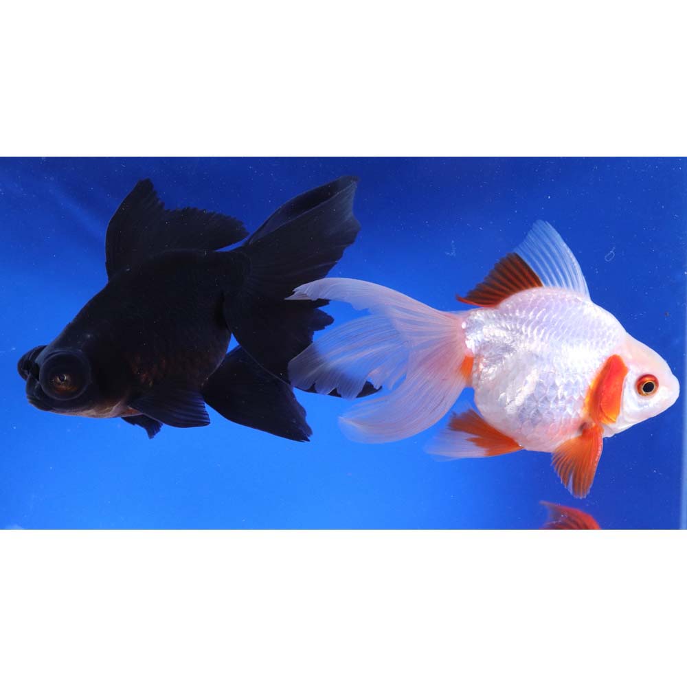 Mixed Fancy Goldfish JUMBO - Image 5