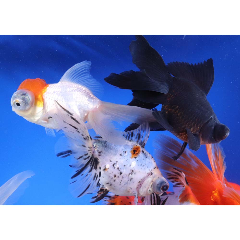 Mixed Fancy Goldfish JUMBO - Image 6