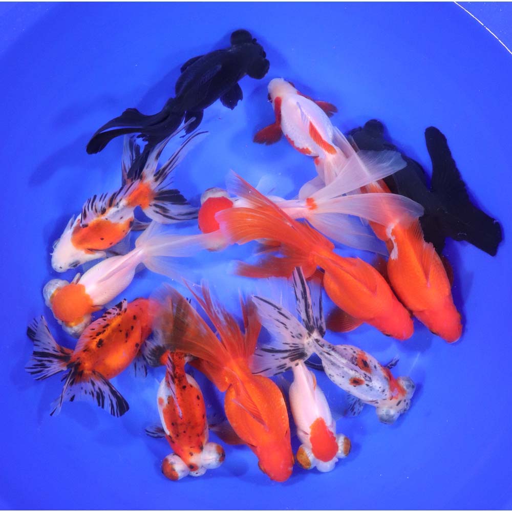 Mixed Fancy Goldfish JUMBO