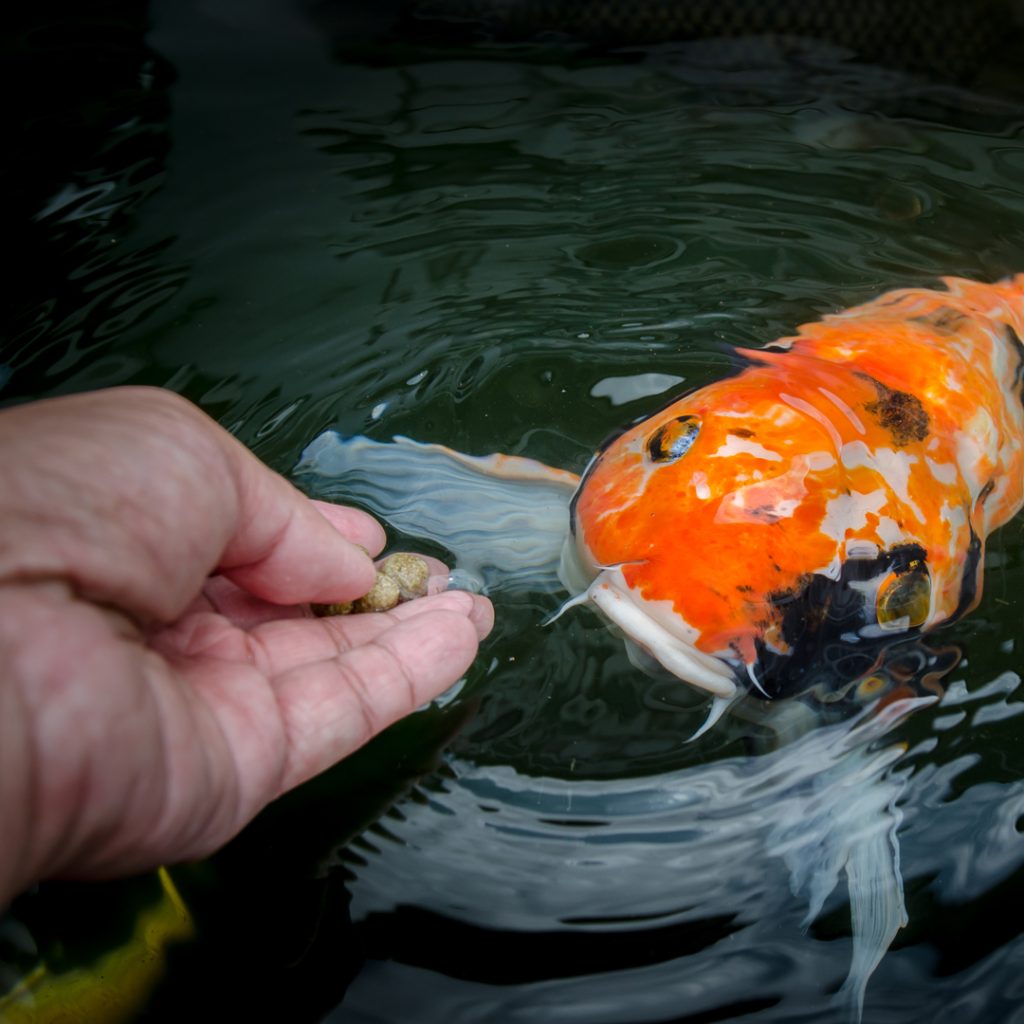 Hand feeding koi fish in pond