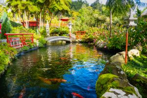 Pond with bridge over it
